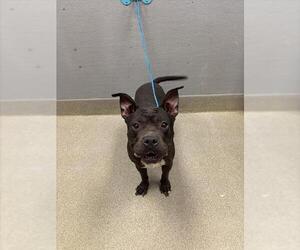 Mutt Dogs for adoption in Las Vegas, NV, USA