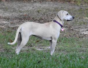 Black Mouth Cur Dogs for adoption in Inverness, FL, USA