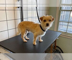 Mutt Dogs for adoption in Downey, CA, USA