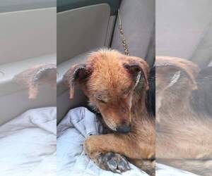 German Shepherd Dog-Unknown Mix Dogs for adoption in Escondido, CA, USA