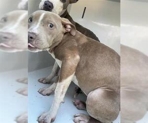 Mutt Dogs for adoption in Houston, TX, USA