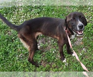 Shepradors Dogs for adoption in Fort Lauderdale, FL, USA