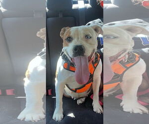 American Pit Bull Terrier-Unknown Mix Dogs for adoption in Woodland, CA, USA