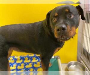 Rottweiler Dogs for adoption in Ames, IA, USA