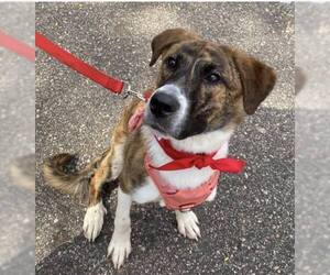 Anatolian Shepherd-Unknown Mix Dogs for adoption in Crystal, MN, USA