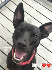 Labrador Retriever-Unknown Mix Dogs for adoption in Bradenton, FL, USA