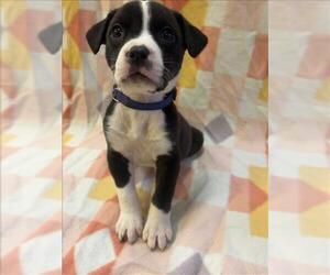 Labrador Retriever-Unknown Mix Dogs for adoption in Conroe, TX, USA