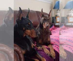 Medium Photo #3 Doberman Pinscher Puppy For Sale in Buffalo, MN, USA