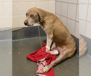 American Staffordshire Terrier-Unknown Mix Dogs for adoption in San Antonio, TX, USA