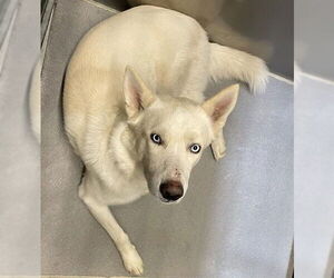 Siberian Husky Dogs for adoption in Modesto, CA, USA