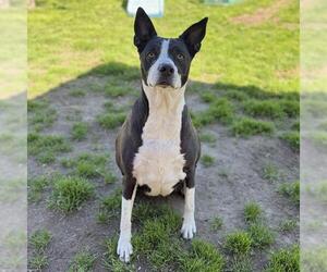 Texas Heeler-Unknown Mix Dogs for adoption in Modesto, CA, USA