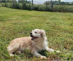 Cocker Spaniel Dogs for adoption in Sioux Falls, SD, USA