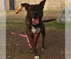 Mutt Dogs for adoption in San Antonio, TX, USA