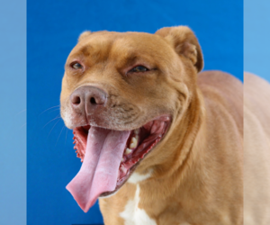Mutt Dogs for adoption in Pasadena, CA, USA