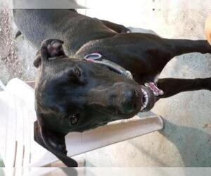 Labrador Retriever-Unknown Mix Dogs for adoption in CRESCENT CITY, FL, USA