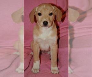 Labany Dogs for adoption in Attalka, AL, USA