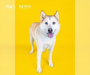 Siberian Husky Dogs for adoption in West Valley, UT, USA