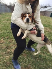 Treeing Walker Coonhound Dogs for adoption in Lewisburg, WV, USA