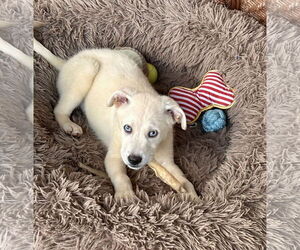 Labrador Retriever-Unknown Mix Dogs for adoption in Royal Palm Beach, FL, USA