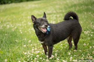 Chiranian Dogs for adoption in Bridgewater, NJ, USA