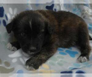 Mutt Dogs for adoption in Thief River Falls, MN, USA
