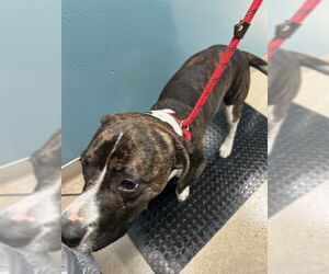 Boxer-Unknown Mix Dogs for adoption in Newton, NC, USA