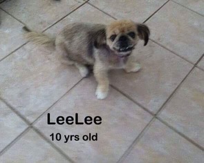 Medium Photo #1 Pekingese Puppy For Sale in Sebring, FL, USA