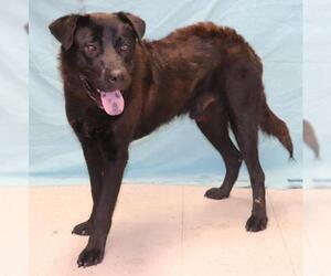 Labrador Retriever-Unknown Mix Dogs for adoption in Forrest City, AR, USA