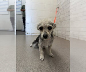 Mutt Dogs for adoption in San Bernardino, CA, USA