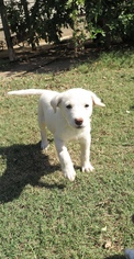 Medium Photo #1 Great Pyrenees-Unknown Mix Puppy For Sale in Prague, OK, USA