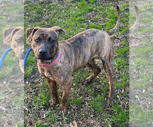 Mutt Dogs for adoption in Tarboro, NC, USA