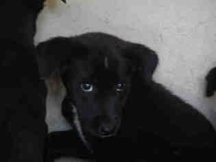 Medium Photo #1 Labrador Retriever Puppy For Sale in San Antonio, TX, USA