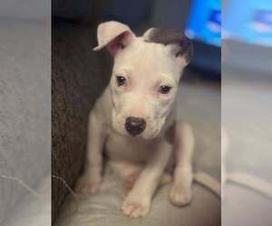 American Pit Bull Terrier Dogs for adoption in Albuquerque, NM, USA
