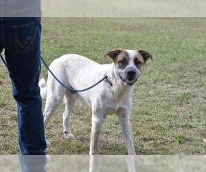 Mutt Dogs for adoption in Gainesville, FL, USA