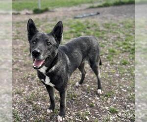 German Shepherd Dog-Siberian Husky Mix Dogs for adoption in Conroe, TX, USA