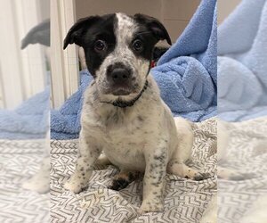 Mutt Dogs for adoption in Mechanicsburg, PA, USA