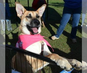 German Shepherd Dog-Unknown Mix Dogs for adoption in Durham, NC, USA