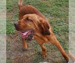 Bloodhound Dogs for adoption in Von Ormy, TX, USA
