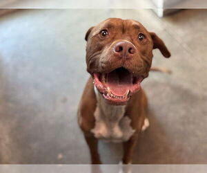 American Pit Bull Terrier-Unknown Mix Dogs for adoption in Tavares, FL, USA