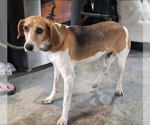 American Foxhound Dogs for adoption in Westminster, MD, USA