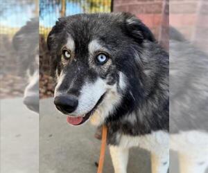Great Pyrenees-Huskies Mix Dogs for adoption in Woodland, CA, USA