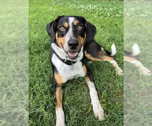 Mutt Dogs for adoption in Boston, MA, USA