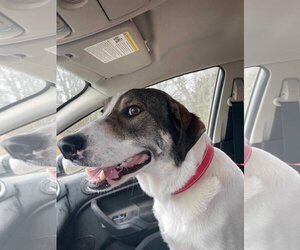 Anatolian Shepherd-Unknown Mix Dogs for adoption in Overland Park, KS, USA