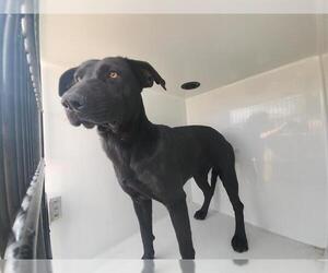 Labrador Retriever-Unknown Mix Dogs for adoption in Houston, TX, USA