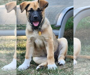 Bullmastiff-Unknown Mix Dogs for adoption in Bellingham, WA, USA