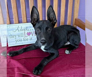 Mutt Dogs for adoption in Genesee, WI, USA