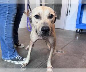 Black Mouth Cur-Unknown Mix Dogs for adoption in Tavares, FL, USA