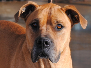 Great Dane Dogs for adoption in Anniston, AL, USA