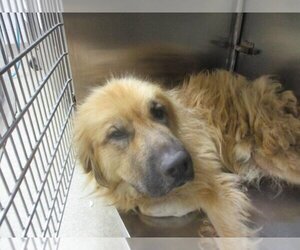 Golden Pyrenees Dogs for adoption in Oklahoma City, OK, USA