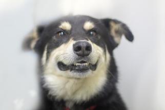 Alaskan Husky-Shiba Inu Mix Dogs for adoption in Mountain Home, AR, USA
